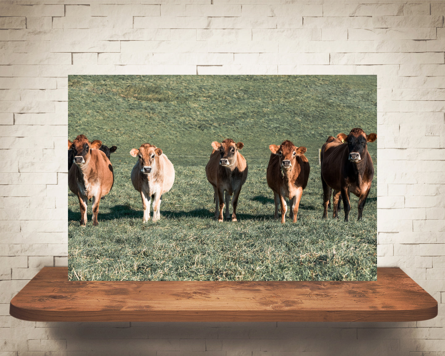 Jersey Cows Photograph