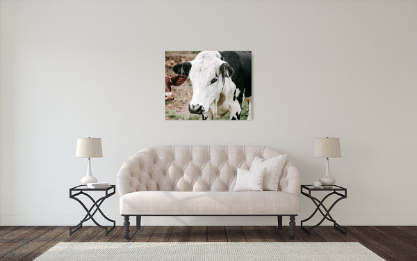 Cow Photograph