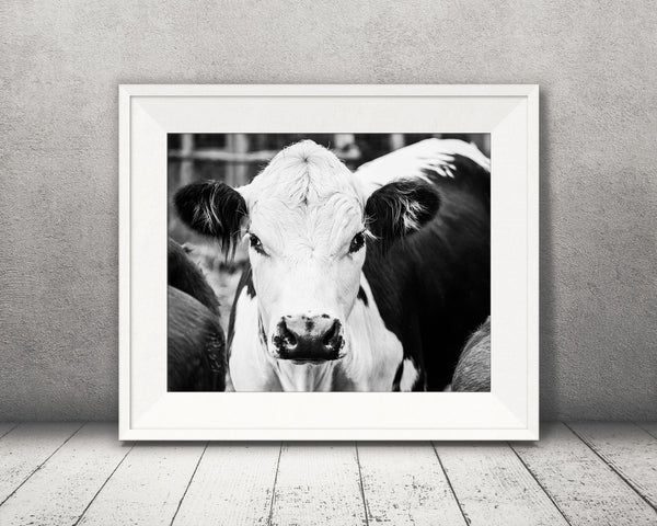 Cow Photograph Black White