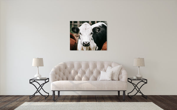 Cow Photograph