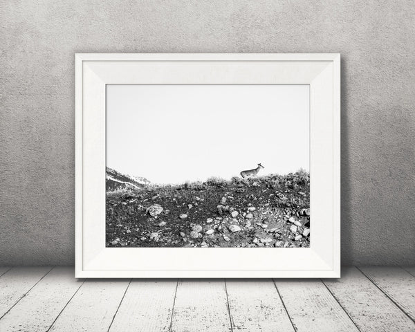 Deer Photograph Black White