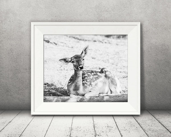 Deer Fawn Photograph Black White