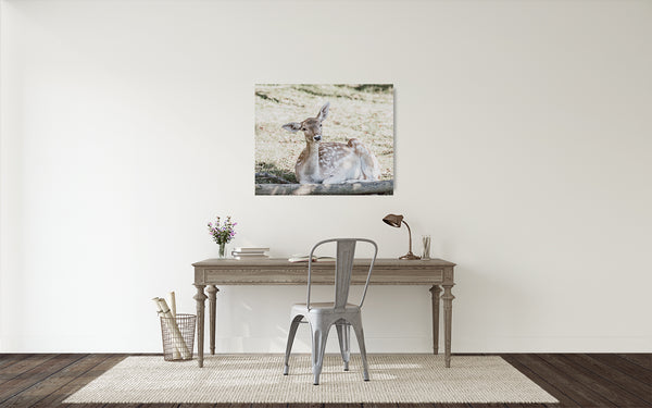 Deer Fawn Photograph