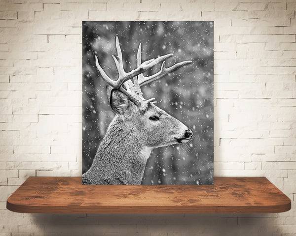 Deer Buck Photograph Black White Snow