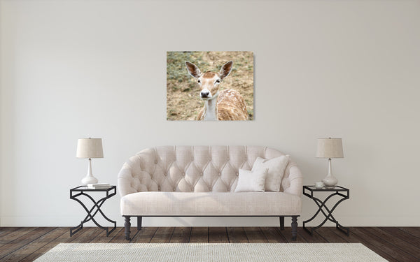 Deer Photograph