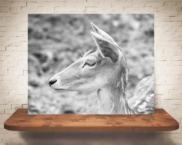 Deer Photograph Black White