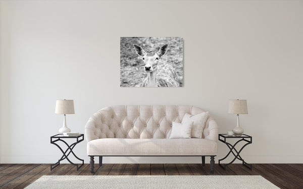 Deer Photograph Black White Snow