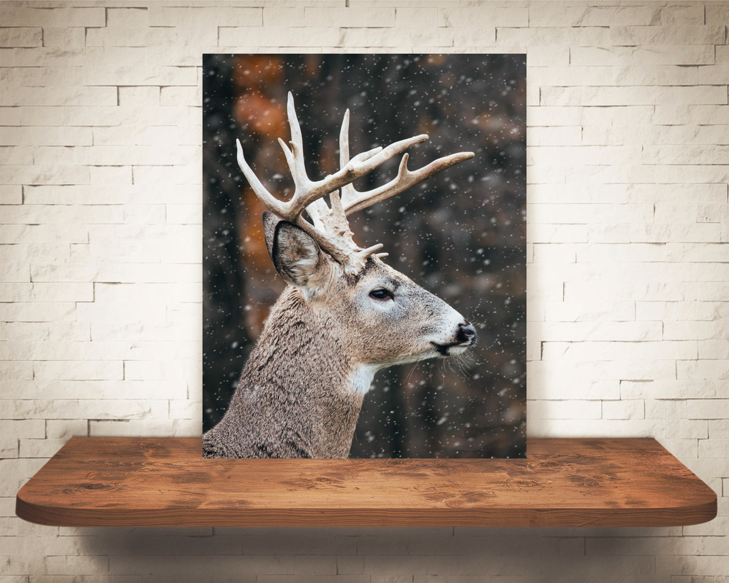 Deer Buck Photograph Snow