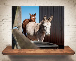 Donkey Horse Photograph