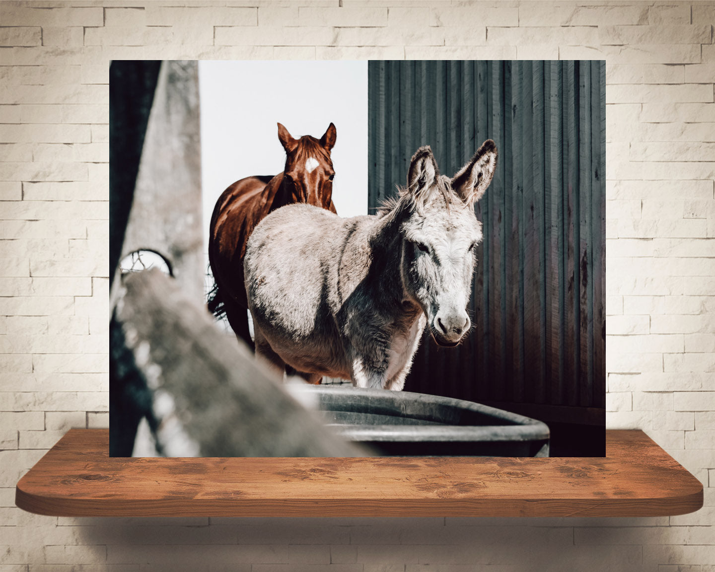 Donkey Horse Photograph