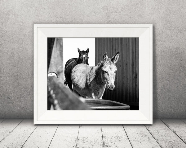 Donkey Horse Photograph Black White