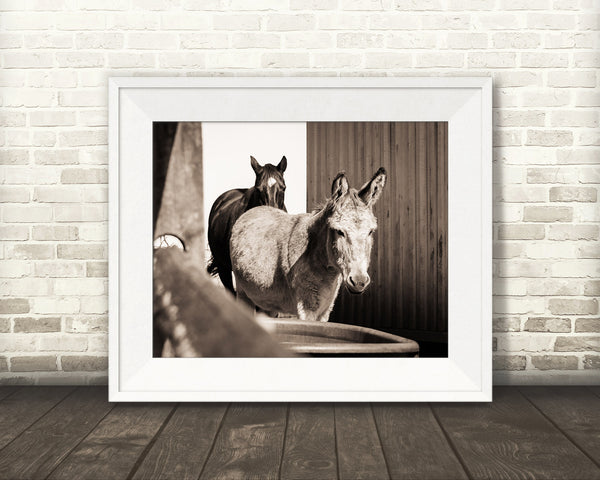Donkey Horse Photograph Sepia