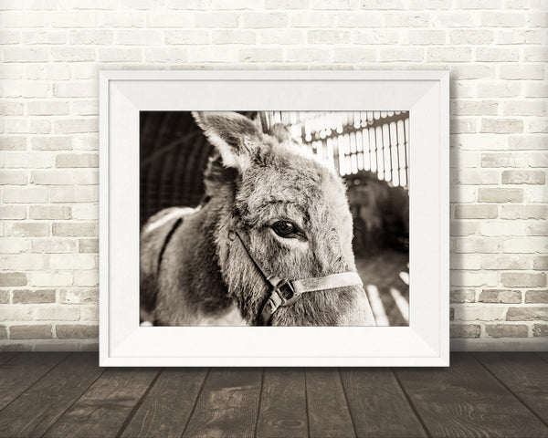 Donkey Photograph Sepia