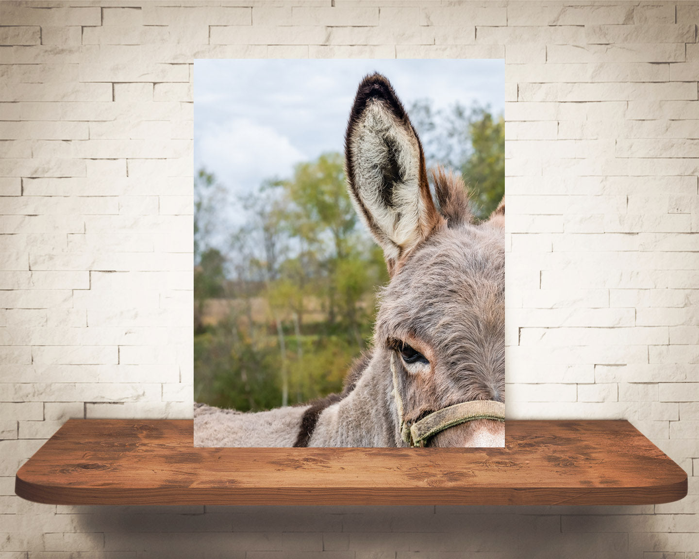 Donkey Ears Photograph