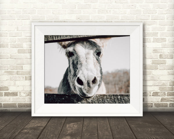 Donkey Photograph