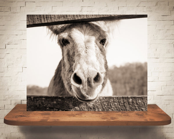 Donkey Photograph Sepia
