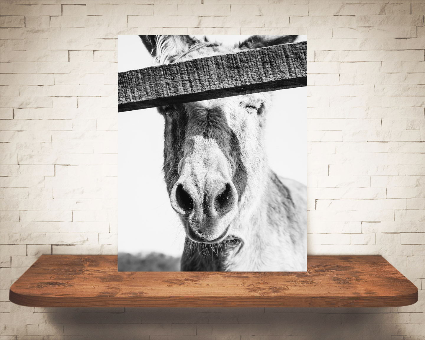 Donkey Photograph Black White