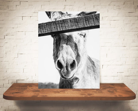 Donkey Photograph Black White