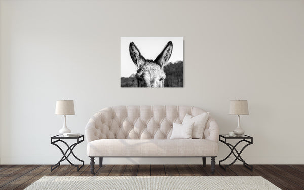 Donkey Ears Photograph Black White