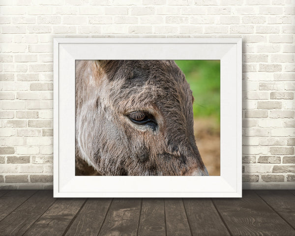 Donkey Photograph