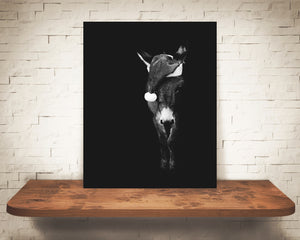 Donkey Christmas Photograph Black White