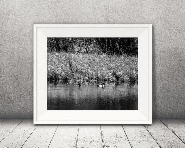 Ducks Photograph Black White