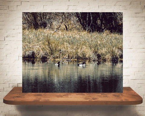 Ducks Photograph