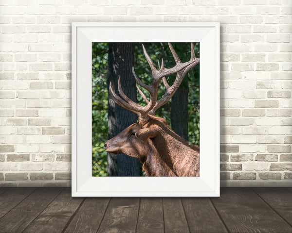 Elk Photograph