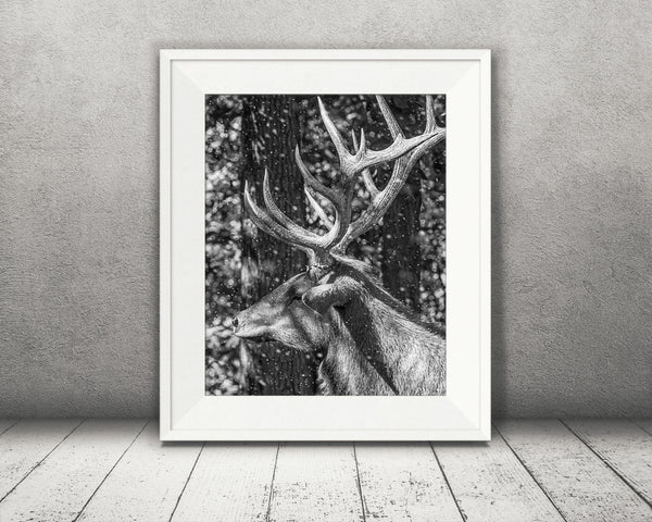 Elk Photograph Black White Snow