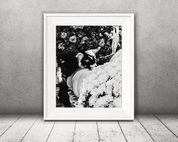 Baby Goat Fall Photograph Black White