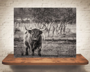 Scottish Highland Cow Photograph Sepia