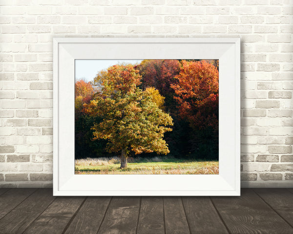 Fall Tree Photograph
