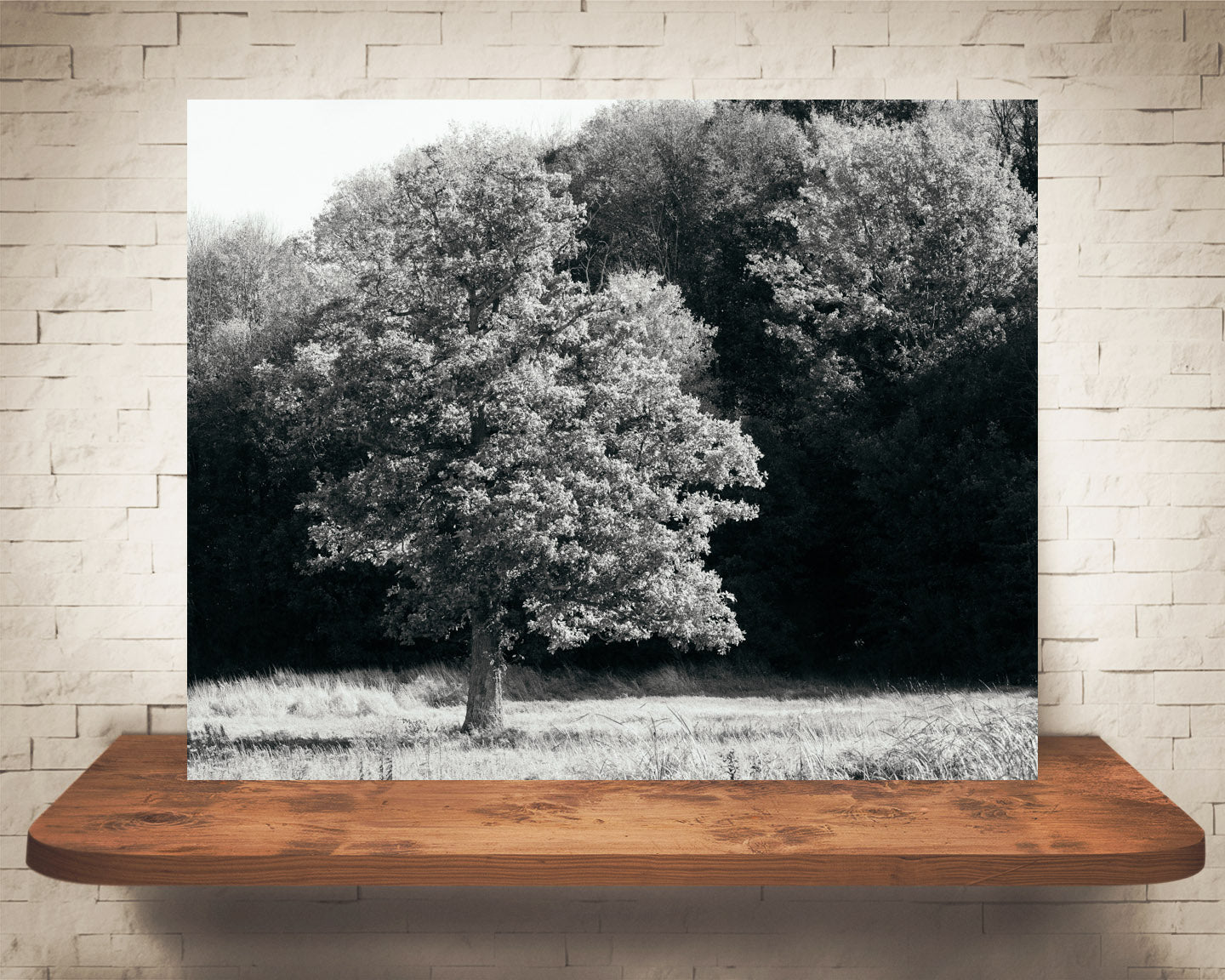 Fall Tree Photograph Black White