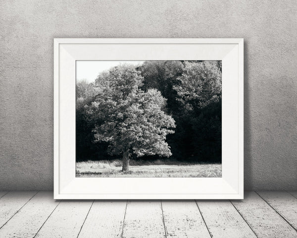 Fall Tree Photograph Black White
