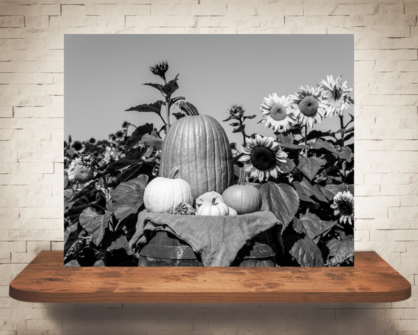 Pumpkin and Sunflower Fall Photograph Black White