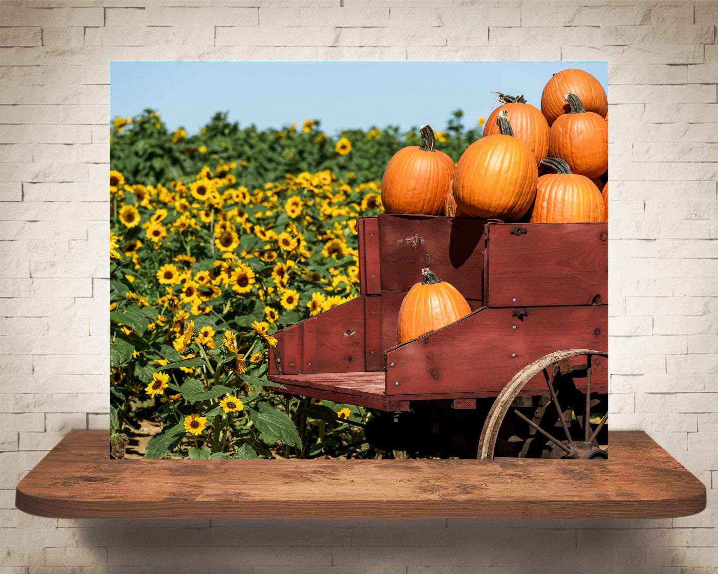 Pumpkin and Sunflower Fall Photograph