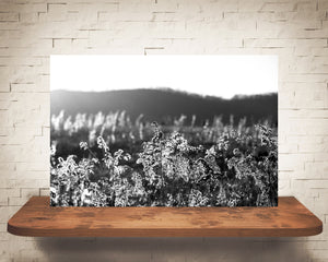 Sunset Field Photograph Black White
