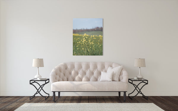 Yellow Flower Field Photograph