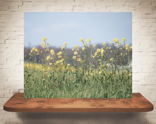 Yellow Flower Field Photograph
