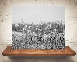 Flower Field Photograph Black White