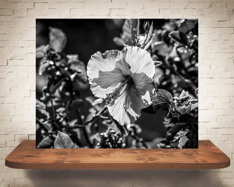 Hibiscus Flower Photograph Black White