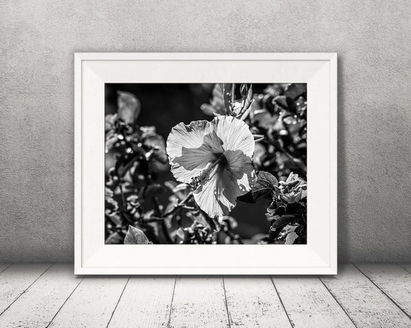 Hibiscus Flower Photograph Black White