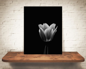 Tulip Flower Photograph Black White