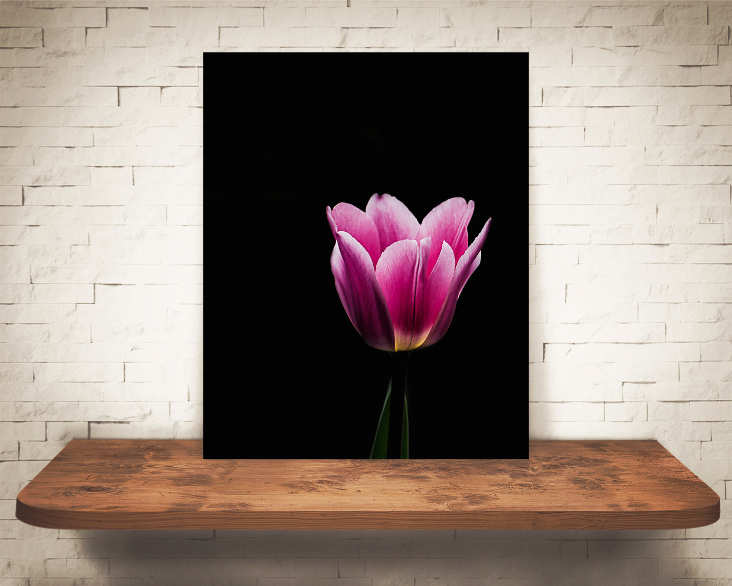 Pink Tulip Flower Photograph