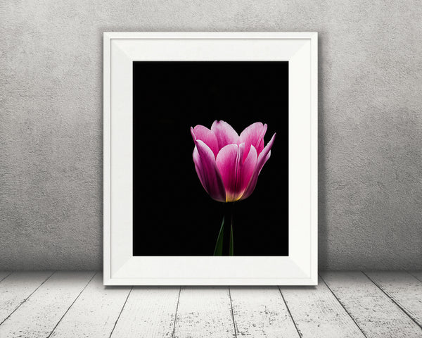 Pink Tulip Flower Photograph