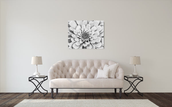 Zinnia Flower Photograph Black White