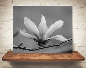 Magnolia Photograph Black White