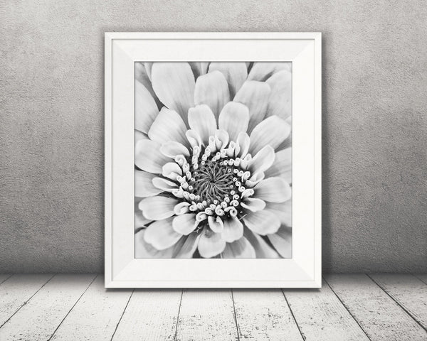 Zinnia Flower Photograph Black White
