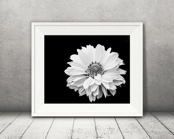 Black White Flower Photograph