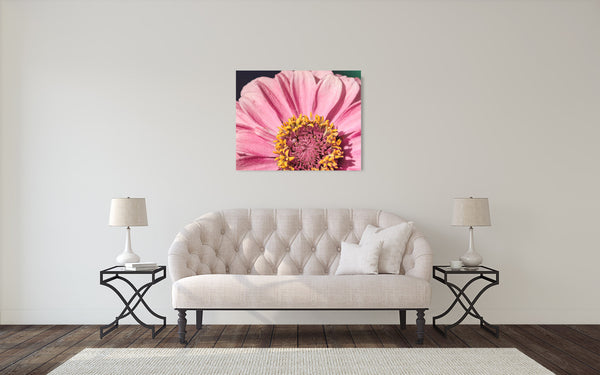 Pink Zinnia Flower Photograph